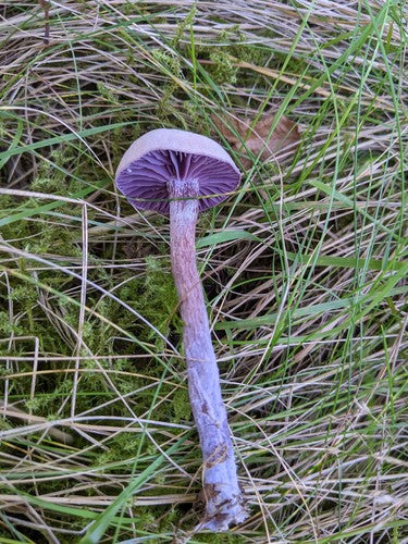 Imbuto laccato ametista — Bild 5
