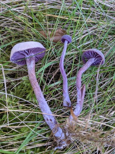 Imbuto laccato ametista — Bild 4