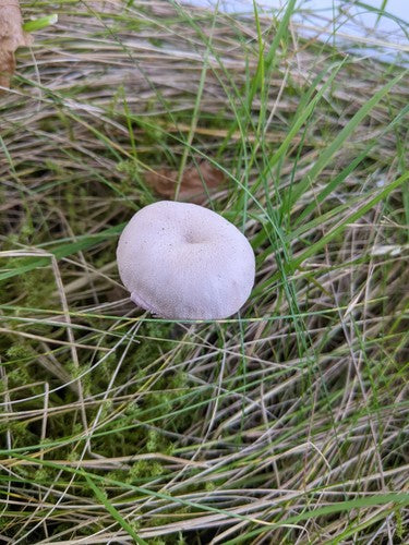 Imbuto laccato ametista — Bild 3