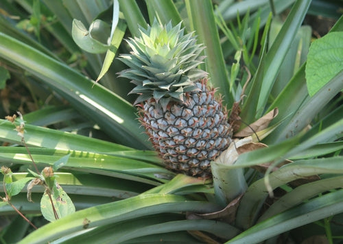 ananas — Bild 2