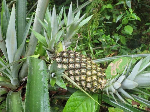 ananas — foto 4 di 11