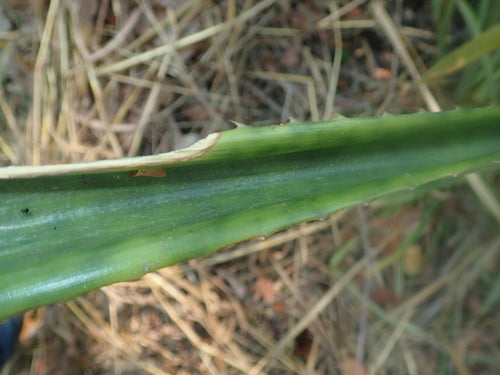 ananas — foto 5 di 11