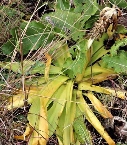 Fiore di ananas — Bild 3