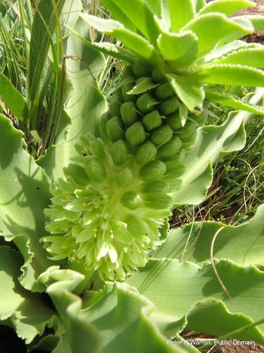 Fiore di ananas — Bild 1