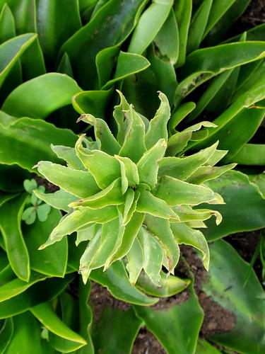 Fiore di ananas — Bild 5