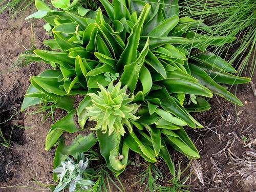 Fiore di ananas — Bild 4