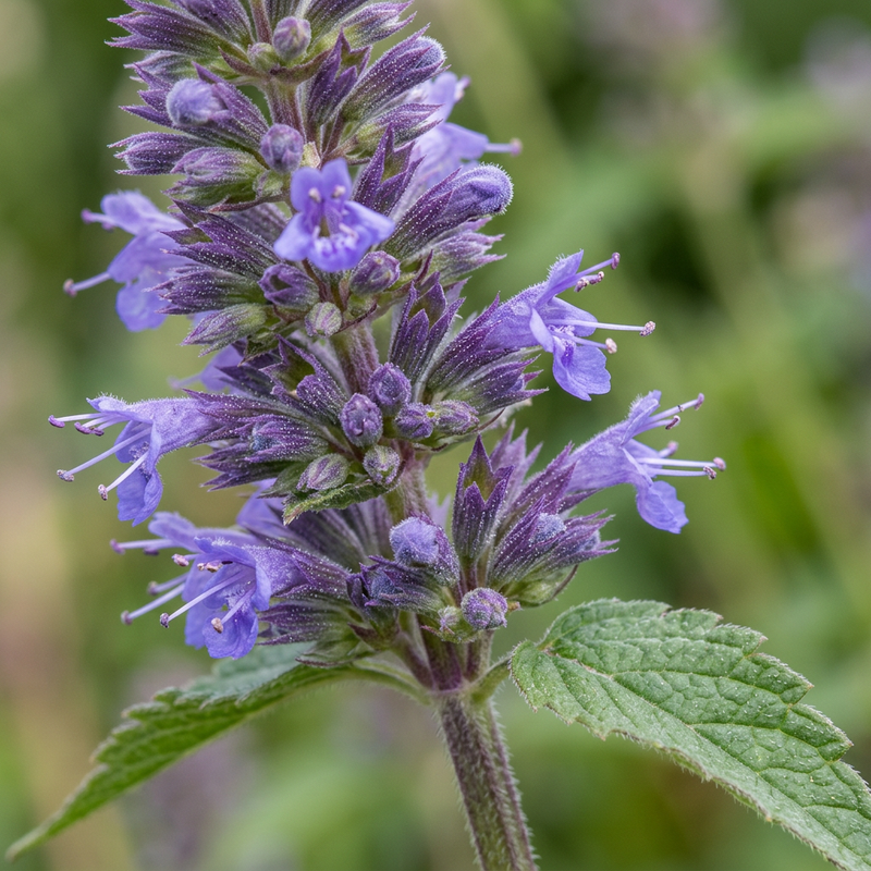 Anis-Duftnessel (Agastache foeniculum), illustrazione IA