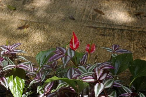 Anthurium — Bild 4