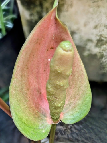 Anthurium — Bild 1