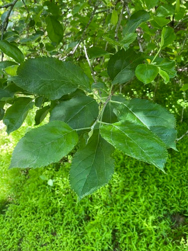 melo — Bild 5