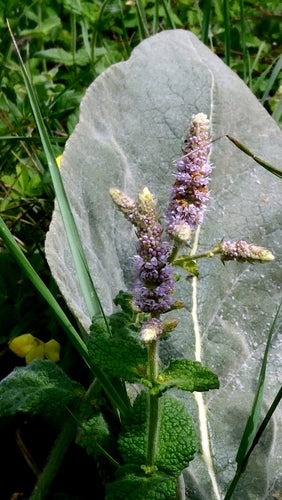Menta mela — foto 4 di 10