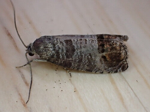 Apfelwickler - Bild 2