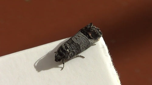 Apfelwickler - Bild 3