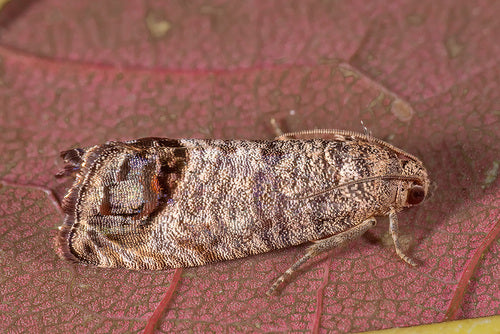 Apfelwickler - Bild 1