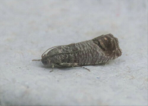 Apfelwickler - Bild 5