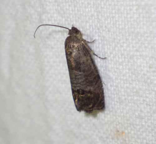 Apfelwickler - Bild 4