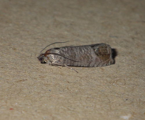 Carpocapsa — Bild 5