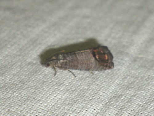 Carpocapsa — Bild 3