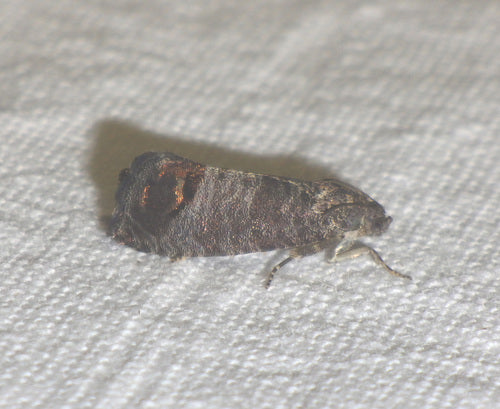 Carpocapsa — foto 5 di 36