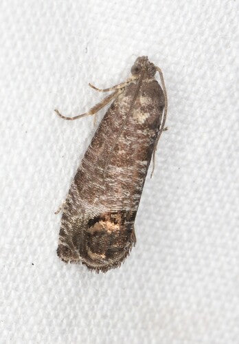 Carpocapsa — Bild 4