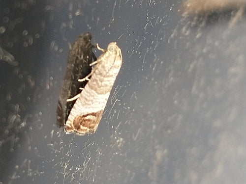 Carpocapsa — Bild 2