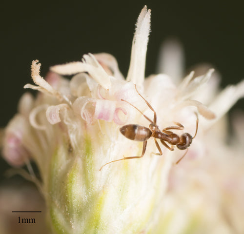 Formica argentina — foto 5 di 50