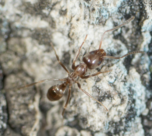 Argentinische Ameise - Bild 1