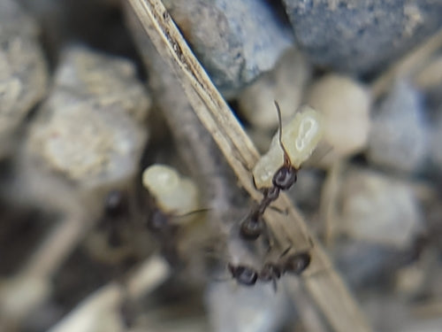Argentinische Ameise - Bild 4