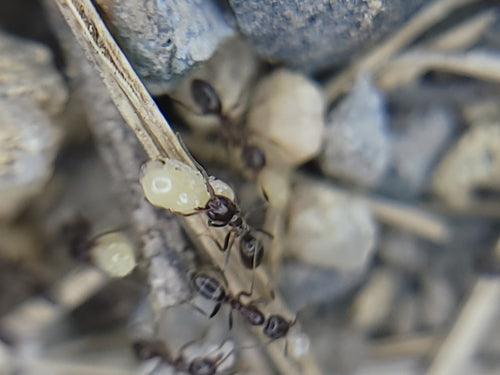 Argentinische Ameise - Bild 6