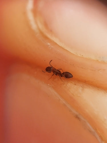 Argentinische Ameise - Bild 8