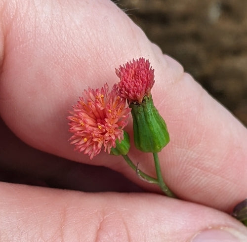 arnica — foto 3 di 8