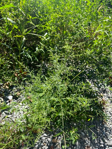 Artemisia Annua — Bild 1