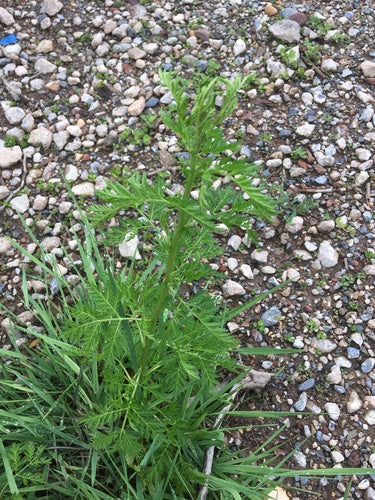 Artemisia Annua — foto 2 di 9
