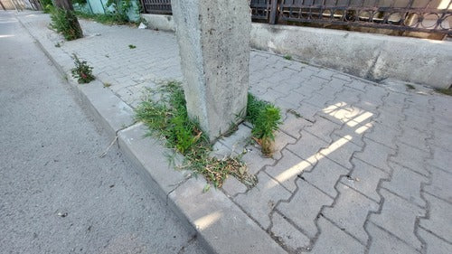 Artemisia Annua — foto 5 di 9