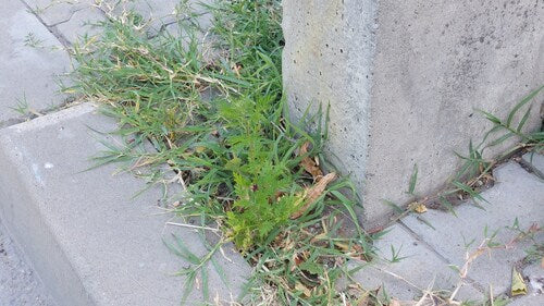 Artemisia Annua — foto 4 di 9