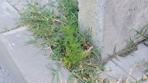 Artemisia Annua — foto 3 di 9