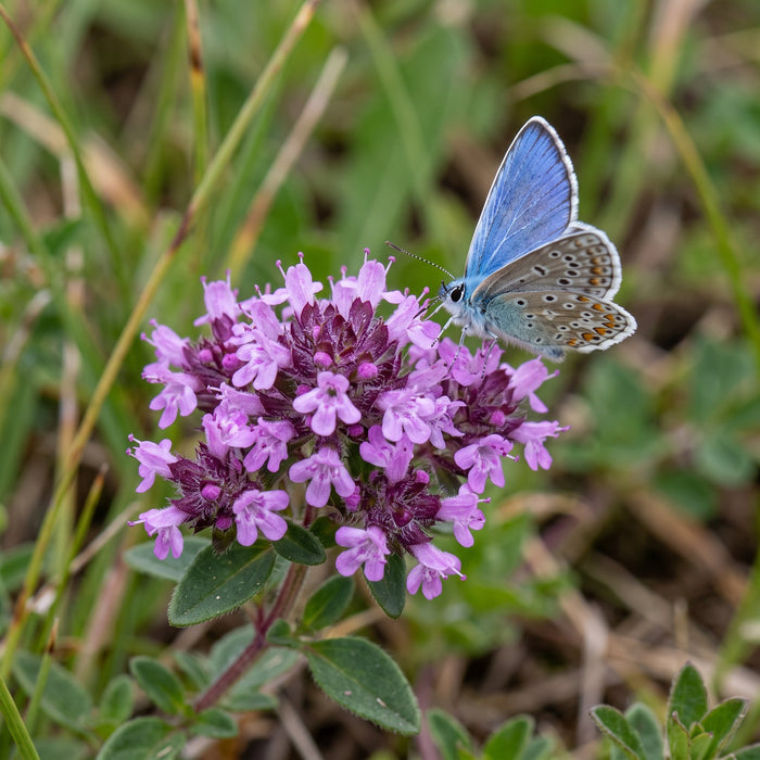 Blüte von Arznei-Thymian (Thymus pulegioides) in Nahaufnahme (KI-generiert)