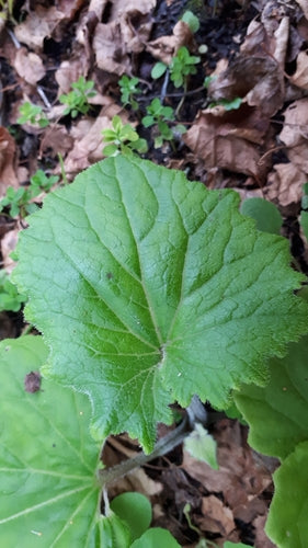 Cinderflower — foto 3 di 10