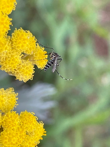 Zanzara tigre asiatica — Bild 2