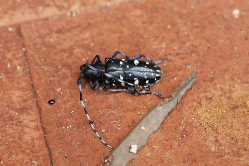 Scarabeo asiatico dalle corna lunghe — Bild 1