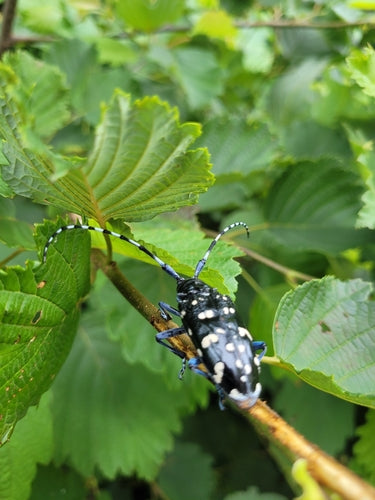 Scarabeo asiatico dalle corna lunghe — foto 2 di 2