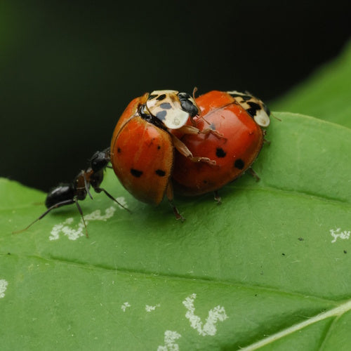 Scarabeo asiatico — Bild 2