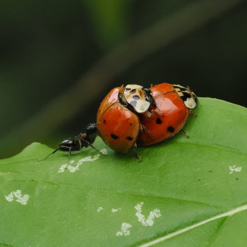 Scarabeo asiatico — Bild 3