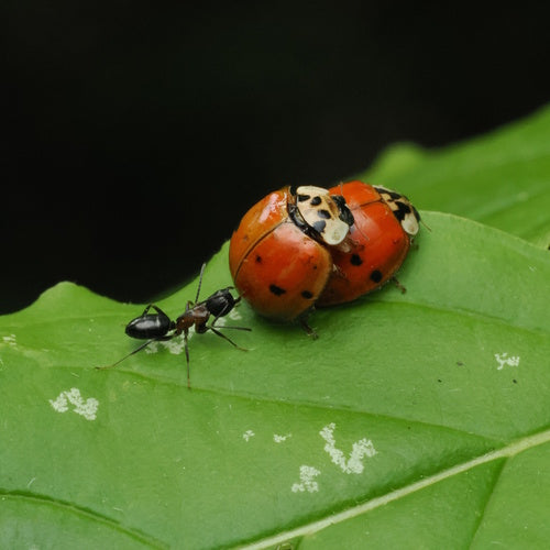 Scarabeo asiatico — Bild 5