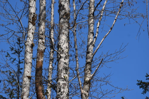 Aspen — Bild 4