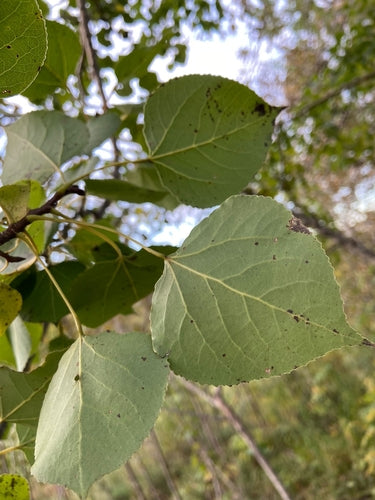 Aspen — Bild 5