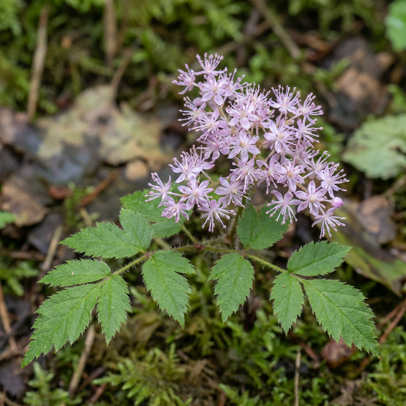 Astilbene