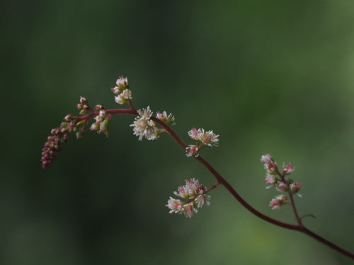 Astilbene — Bild 3