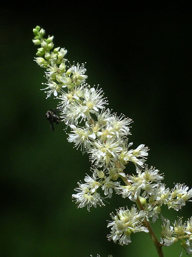 Astilbene — Bild 1