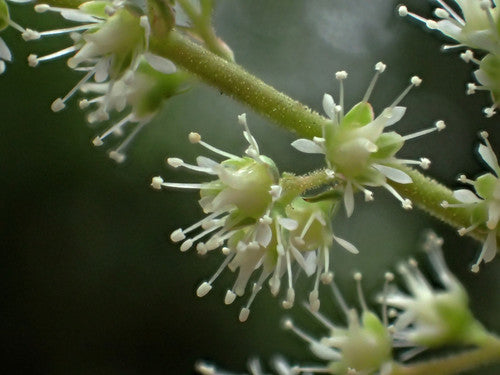 Astilbene — Bild 5